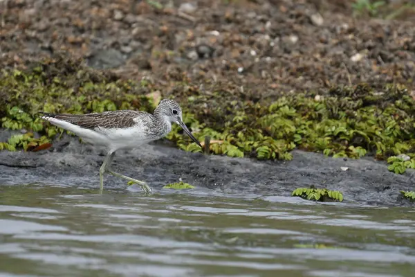 Genel yeşillik (Tringa nebularia) 