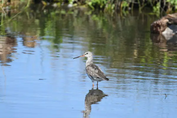 Benekli redshank (Tringa erythropus) 