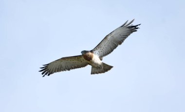 Kısa parmaklı yılan kartalı - (Circaetus gallicus) 