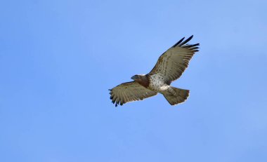 Kısa parmaklı yılan kartalı - (Circaetus gallicus) 