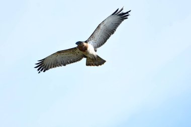 Kısa parmaklı yılan kartalı - (Circaetus gallicus) 