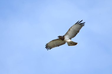 Kısa parmaklı yılan kartalı - (Circaetus gallicus) 