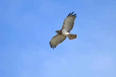 Kısa parmaklı yılan kartalı - (Circaetus gallicus) 
