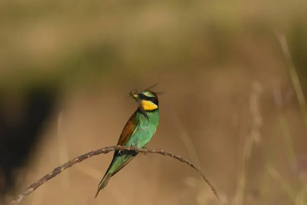 Arı yiyici - Daldaki merops apiaster