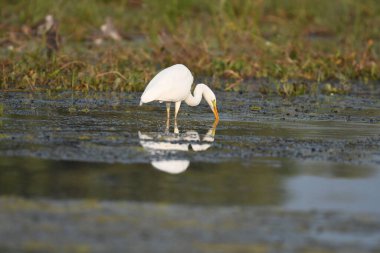 Büyük balıkçıl - Casmedorius alba su üzerinde