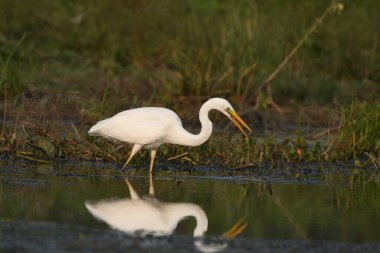 Büyük balıkçıl - Casmedorius alba su üzerinde