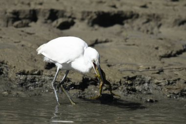 Küçük balıkçıl - (Egretta garzetta) yabani otlar zamanında