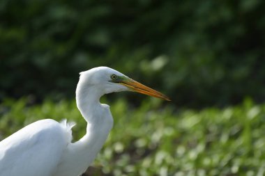 Büyük balıkçıl - Casmedorius alba su üzerinde