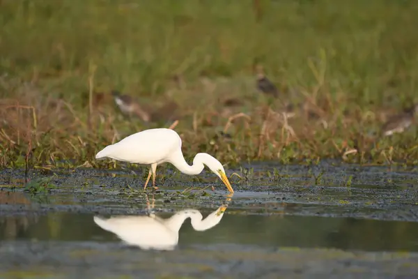 Büyük balıkçıl - Casmedorius alba su üzerinde