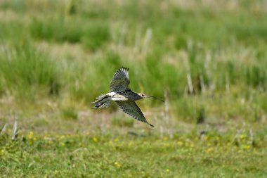 Avrasya Curlew - (Numenius arquata) çimenler üzerinde
