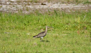 Avrasya Curlew - (Numenius arquata) çimenler üzerinde
