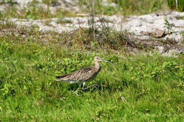 Avrasya Curlew - (Numenius arquata) çimenler üzerinde