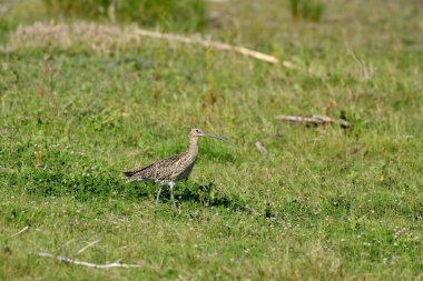 Avrasya Curlew - (Numenius arquata) çimenler üzerinde