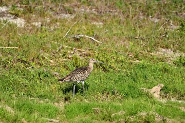 Avrasya Curlew - (Numenius arquata) çimenler üzerinde