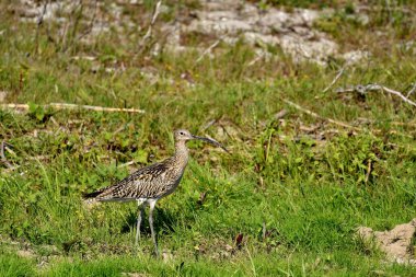 Avrasya Curlew - (Numenius arquata) çimenler üzerinde
