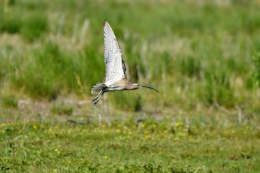 Avrasya Curlew - (Numenius arquata) çimenler üzerinde