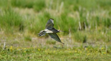 Avrasya Curlew - (Numenius arquata) çimenler üzerinde