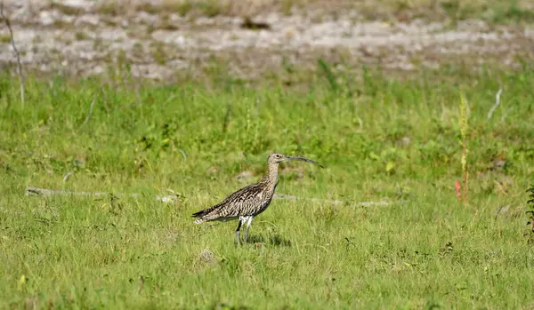 Avrasya Curlew - (Numenius arquata) çimenler üzerinde