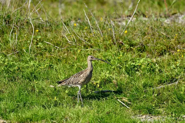 Avrasya Curlew - (Numenius arquata) çimenler üzerinde