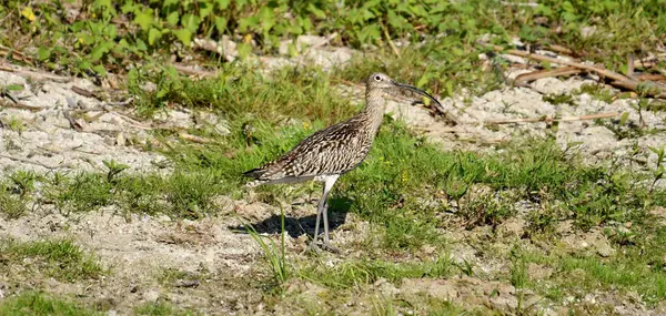 Avrasya Curlew - (Numenius arquata) çimenler üzerinde