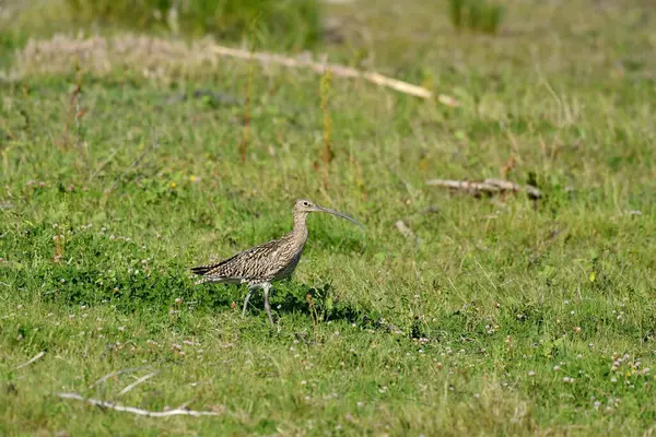 Avrasya Curlew - (Numenius arquata) çimenler üzerinde