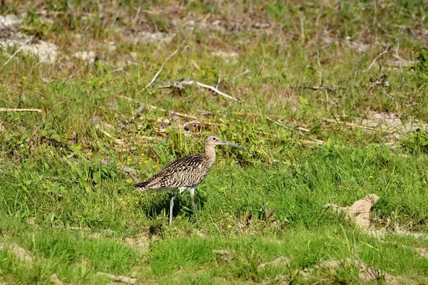 Avrasya Curlew - (Numenius arquata) çimenler üzerinde
