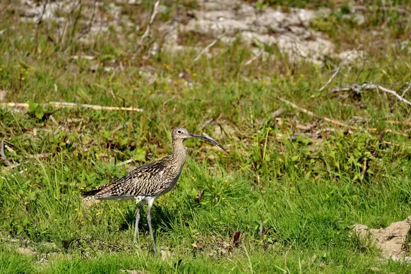 Avrasya Curlew - (Numenius arquata) çimenler üzerinde