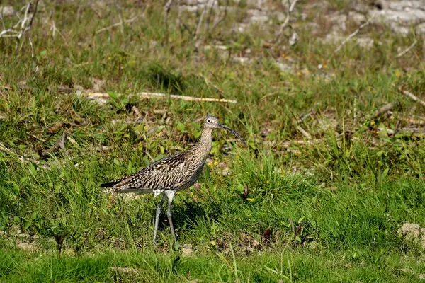 Avrasya Curlew - (Numenius arquata) çimenler üzerinde