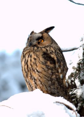 Uzun kulaklı Baykuş - (Asio otus) dalda