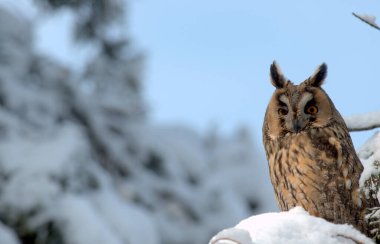 Long-eared Owl -  (Asio otus) on branch clipart