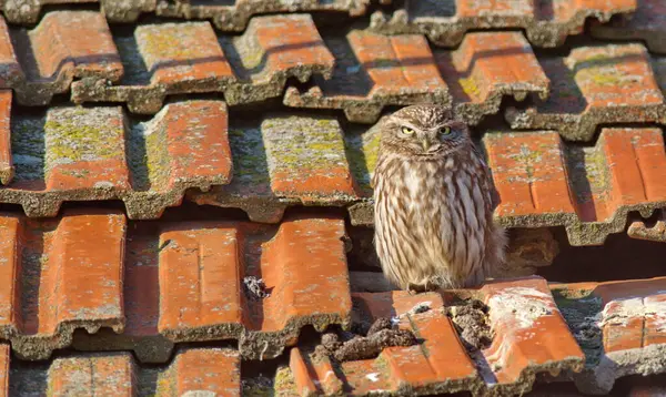 Küçük baykuş - Fırfırlı Athene noctua