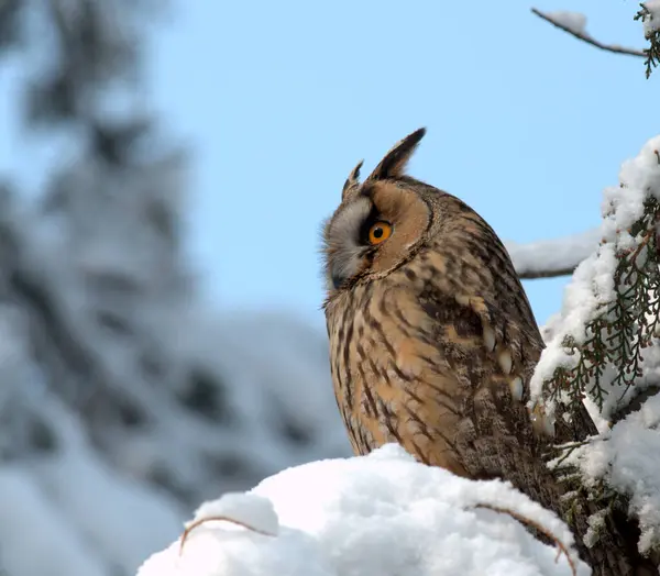 Uzun kulaklı Baykuş - (Asio otus) dalda