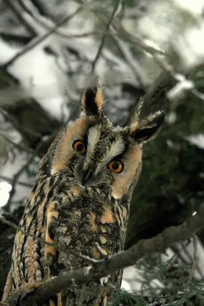 Uzun kulaklı Baykuş - (Asio otus) dalda