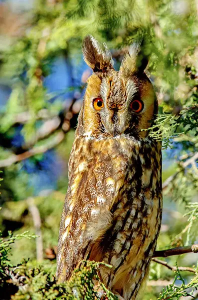 Uzun kulaklı Baykuş - (Asio otus) dalda