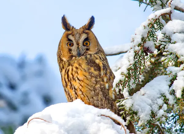 Uzun kulaklı Baykuş - (Asio otus) dalda
