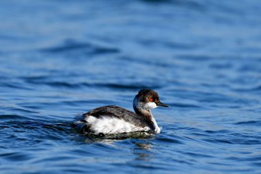 Siyah boyunlu yunus - (Podiceps nigricollis) 