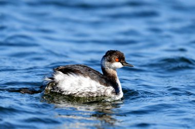 Siyah boyunlu yunus - (Podiceps nigricollis) 