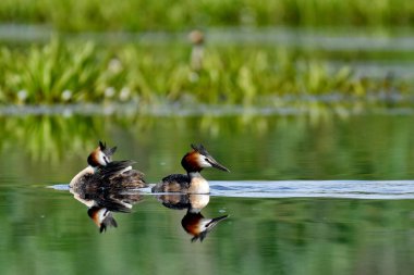 Büyük ibikli grebe - (Podiceps kristali) 