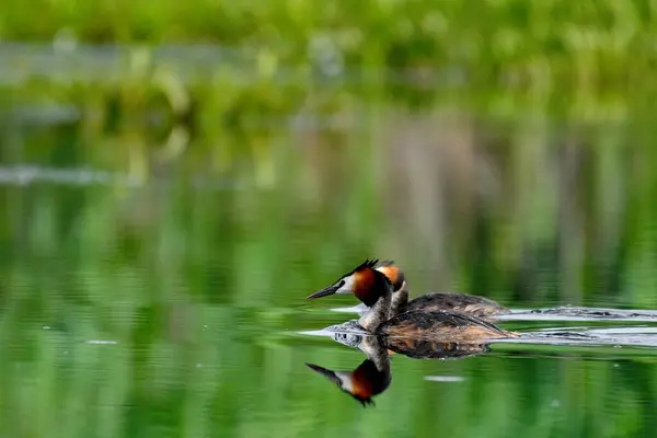 Büyük ibikli grebe - (Podiceps kristali) 