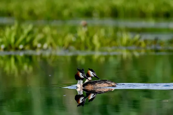 Büyük ibikli grebe - (Podiceps kristali) 