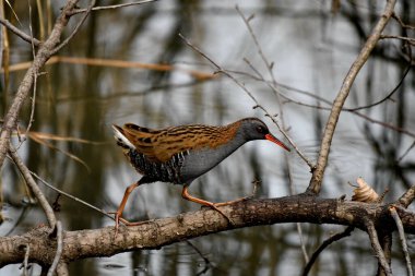 Su rayı - (Rallus aquaticus) ağaçta