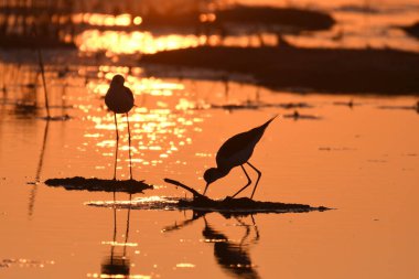 Siyah kanatlı stilt (Himantopus himantopus) 