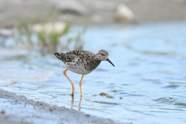 Ruff - (Philomachus pugnax) sahilde