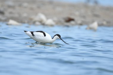 Pied Avocet - (Su üzerinde Tekrarlanan Avosetta)