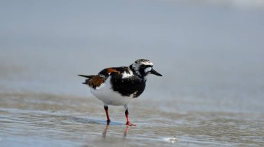 Ruddy Turnstone -  (Arenaria interpres) on sand clipart