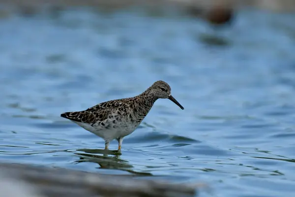 Ruff - (Philomachus pugnax) sahilde