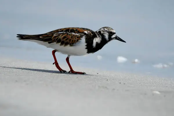 Ruddy Turnstone - (Arenaria yorumluyor) kum üzerinde