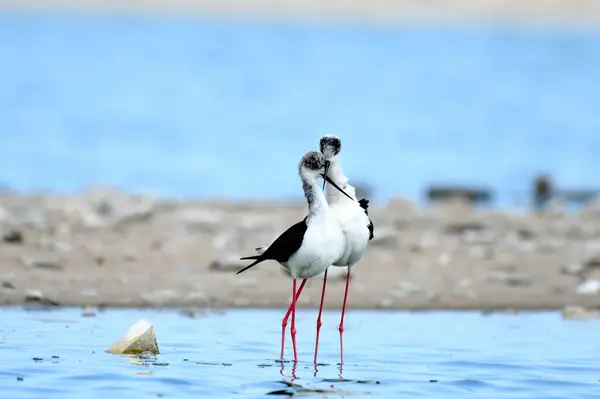 Siyah kanatlı Stilt - (Himantopus himantopus) 