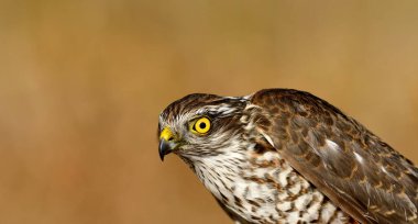 Avrasya atmacası - (Accipiter nisus) Genç