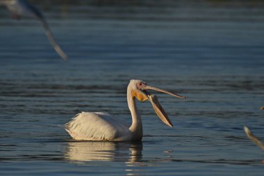 Beyaz pelikan - Pelecanus onocrotalus on water
